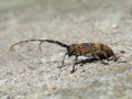 Single brown grasshoper Royalty Free Stock Photo