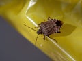 Brown insect on the yellow plastic bag Royalty Free Stock Photo