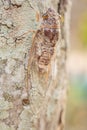 Brown insects on trees And pattern. Royalty Free Stock Photo