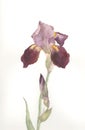 Brown iris flower watercolor drawing