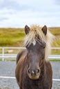 Islandic horse in front view, half body with copy space