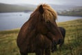 Brown Islandic Horse standing in mountains of Faroe Islands