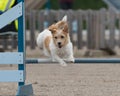 Brown Jack Russell Terrier dog training and jumping over the agility hurdle Royalty Free Stock Photo