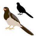 Brown jay bird vector illustration flat style Royalty Free Stock Photo