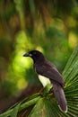 Brown Jay, Cyanocorax morio, bird from green Belize forest, in the tree nature habitat, light in the background