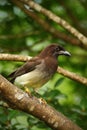 Brown Jay, Cyanocorax morio, bird from green Costa Rica forest, in the tree habitat