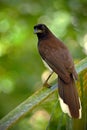 Brown Jay, Cyanocorax morio, bird from green Costa Rica forest, in the tree habitat Royalty Free Stock Photo