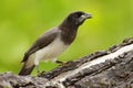 Brown Jay, Cyanocorax morio, bird from green Costa Rica forest, in the tree habitat. Detail of tropic bird. Big palm tree leave wi