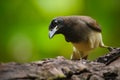 Brown Jay, Cyanocorax morio, detail portrait of bird from green Costa Rica forest, in the tree habitat