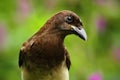 Brown Jay, Cyanocorax morio, portrait of bird from green Costa Rica forest, violet flower in the background