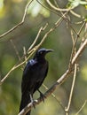 Brown Jay, Psilorhinus morio, is common in Central America, Honduras