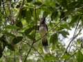 Brown Jay, Psilorhinus morio, hidden in leaves, Guatemala