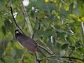 Brown Jay, Psilorhinus morio, hidden in leaves, Guatemala