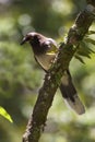 Brown Jay, Psilorhinus morio, perched