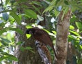 Brown jay singing in a weird position