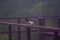 Wildlife: Brown Jays have very loud calls and are indiscriminate feeders