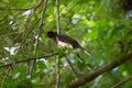 Wildlife: Brown Jays have very loud calls and are indiscriminate feeders Royalty Free Stock Photo