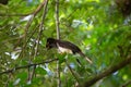 Wildlife: Brown Jays have very loud calls and are indiscriminate feeders Royalty Free Stock Photo