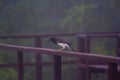 Wildlife: Brown Jays have very loud calls and are indiscriminate feeders Royalty Free Stock Photo