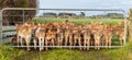 Brown Jersey Calves Behind Steel Gate Royalty Free Stock Photo