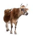 Brown Jersey cow (10 years old) Royalty Free Stock Photo