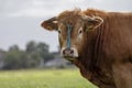 Brown jersey cow horned, with horns and a blue rope and a ring in his nose. Royalty Free Stock Photo