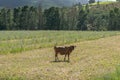Brown jersey cow standing in the paddock and looking at camera Royalty Free Stock Photo
