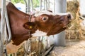 Brown jersey cows in a stable eating organic hay at dairy farm Royalty Free Stock Photo