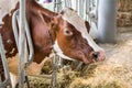 Brown jersey cows in a stable eating organic hay at dairy farm Royalty Free Stock Photo