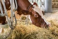 Brown jersey cows in a stable eating organic hay at dairy farm Royalty Free Stock Photo