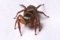 Brown Jumper Spider
