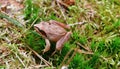 brown jumping frog on the forest floor, South Bohemia