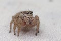 Brown jumping spider alone, close frame