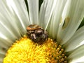 Brown Jumping Spider 1
