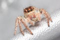 Jumping spider. Macro Royalty Free Stock Photo