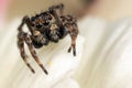 A brown jumping spider on the nice white plant Royalty Free Stock Photo