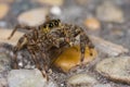A brown jumping spider with prey - a long legged f Royalty Free Stock Photo