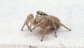 Brown jumping spider moving its pedipalps and going out of the frame