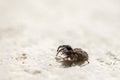 Brown jumping spider walking on a wal