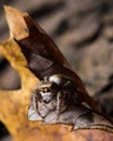 Brown Jumping Spider on Yellow Leaf