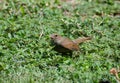 Brown juvenile Barbados bullfinch or loxigilla barbadensis sitting on grass