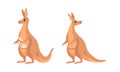 Brown Kangaroo Marsupial Animal with Powerful Hind Legs and Joey in Pouch Vector Set