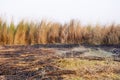 Brown Kash or kans grass field (Saccharum Spontaneum) with burn field in summer time