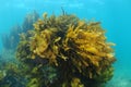 Brown kelp covered large undersea rock