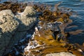 Brown kelp floating in ocean