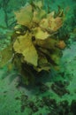 Brown kelp in murky water Royalty Free Stock Photo