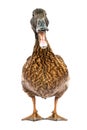 Brown Khaki Campbell duck on a white background.,focus mouth
