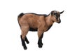 Brown kid Goat standing full length isolated on white. Funny female goat kid close up