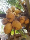 Brown King coconut fruit orange color hanging on the tree Royalty Free Stock Photo