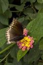 The Brown king crow Euploea klugii.